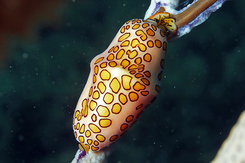 Flamingo Tongue Snail