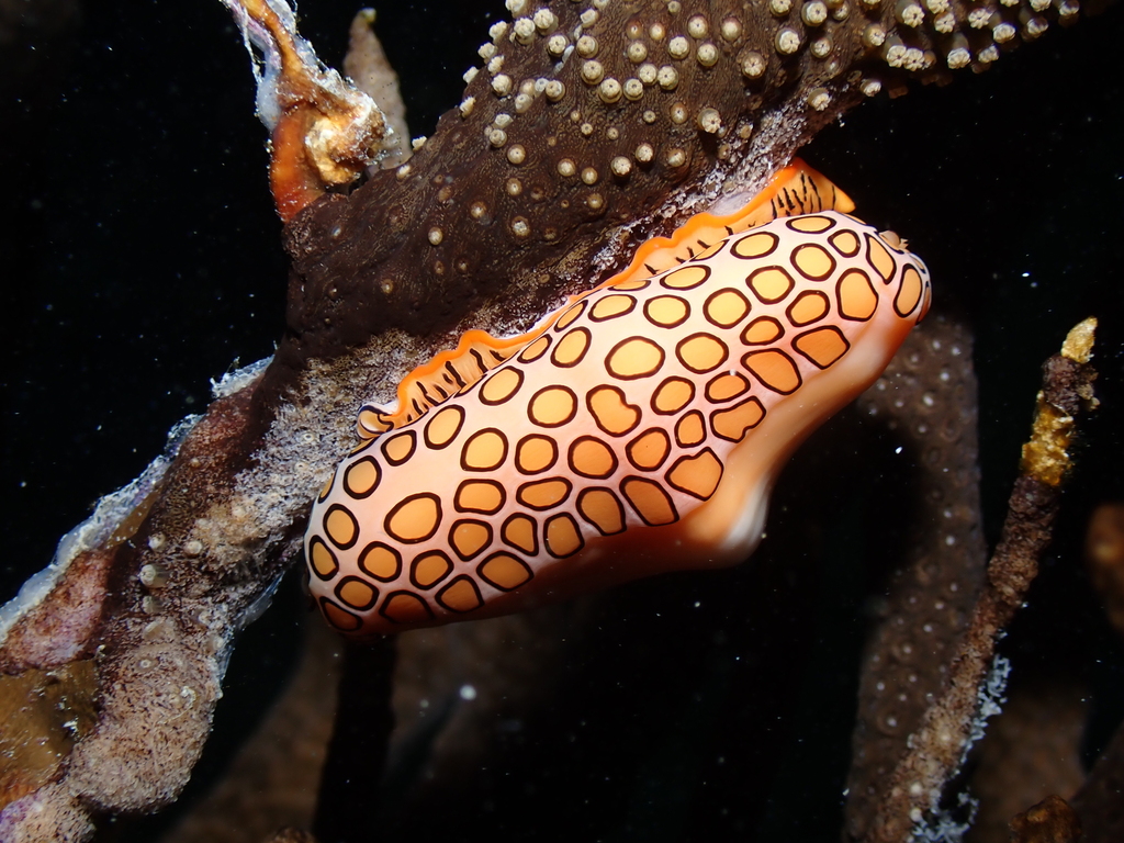 Flamingo Tongue Snail