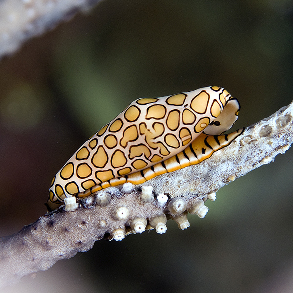 Flamingo Tongue Snail