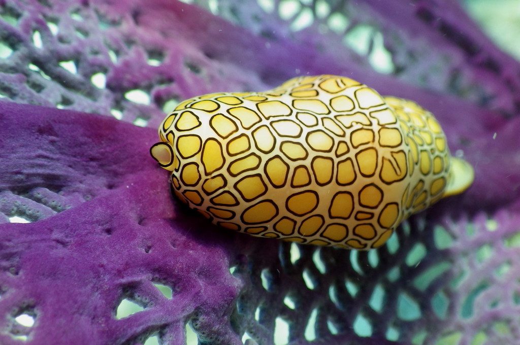 Flamingo Tongue Snail