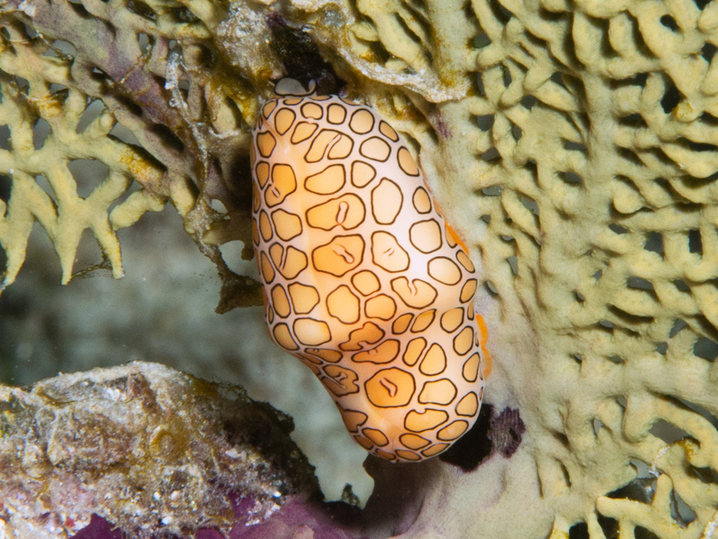 Flamingo Tongue Snail