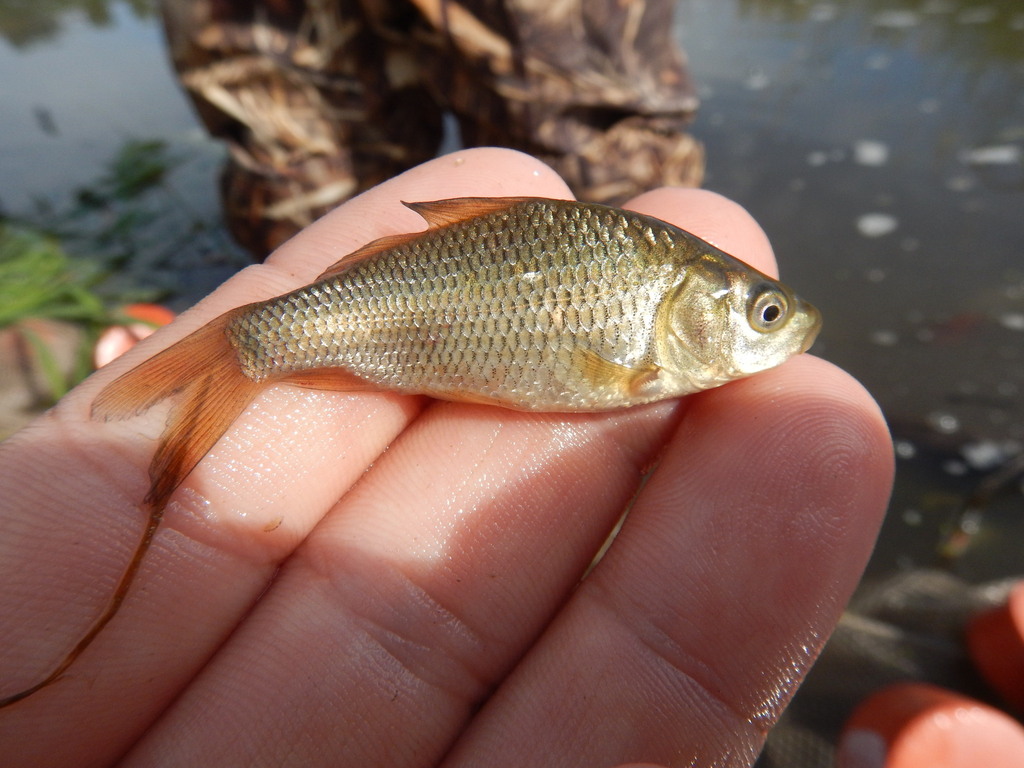 European Carp