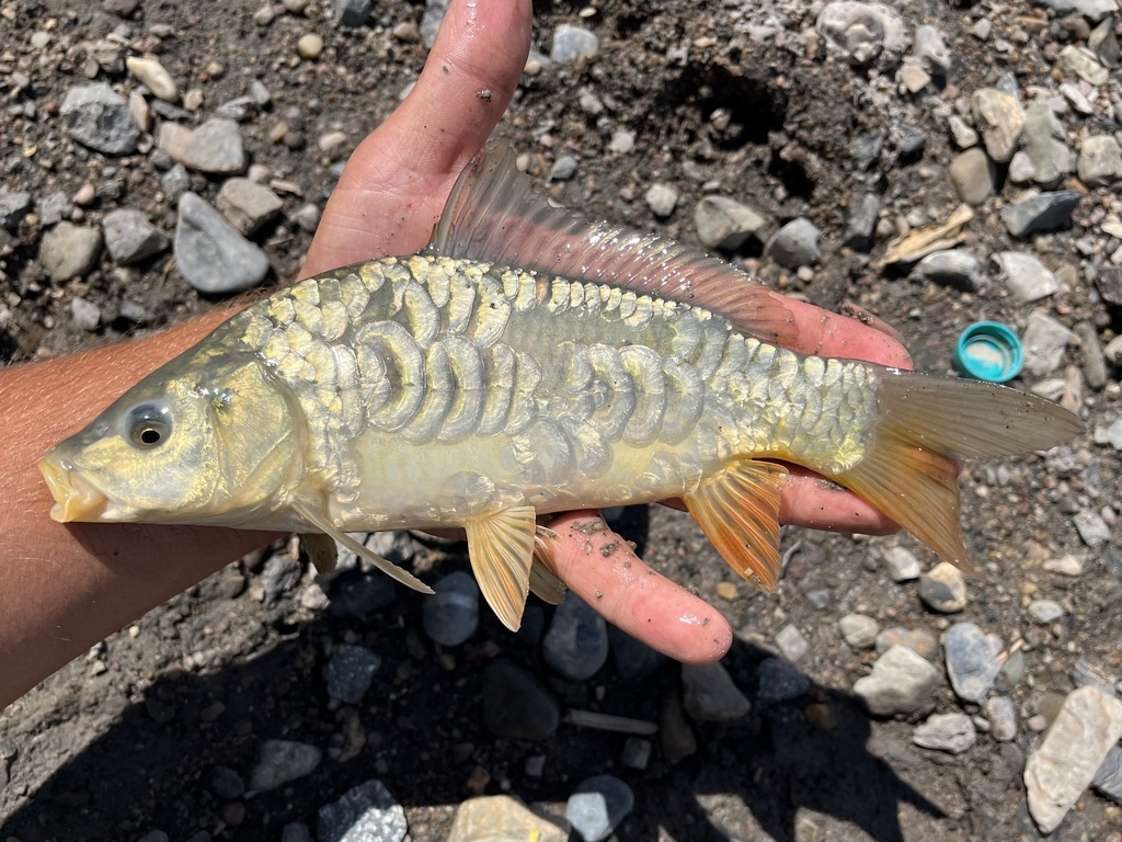 European Carp