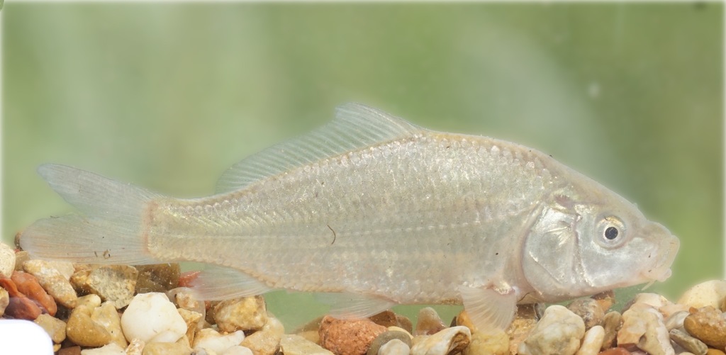 European Carp