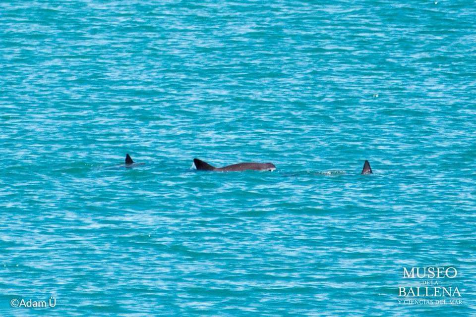Vaquita