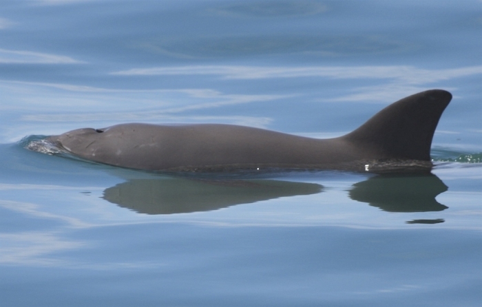 Vaquita
