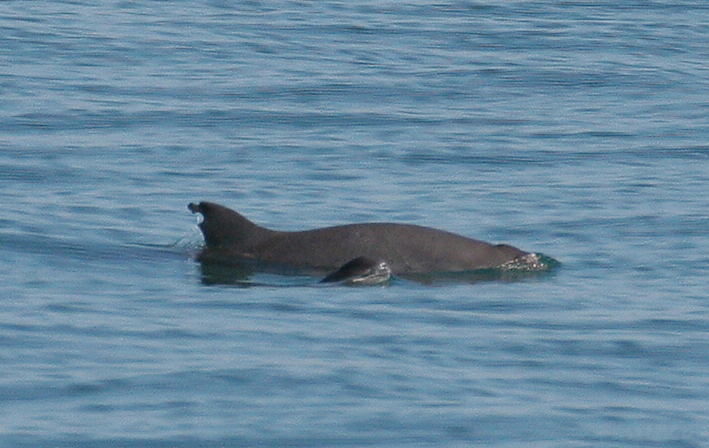 Vaquita