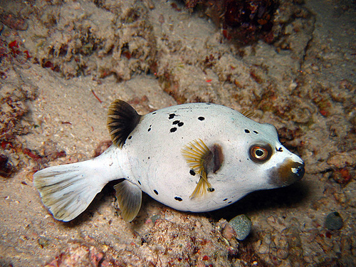 Poisson-ballon à points noirs