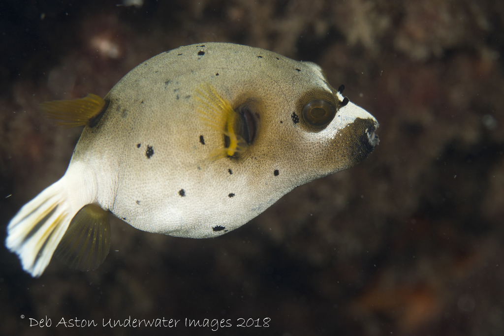 Blackspotted Puffer