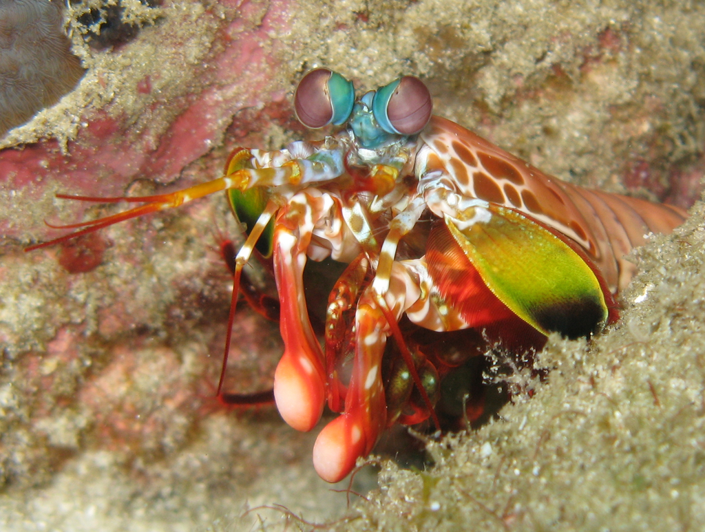 Mante de mer paon