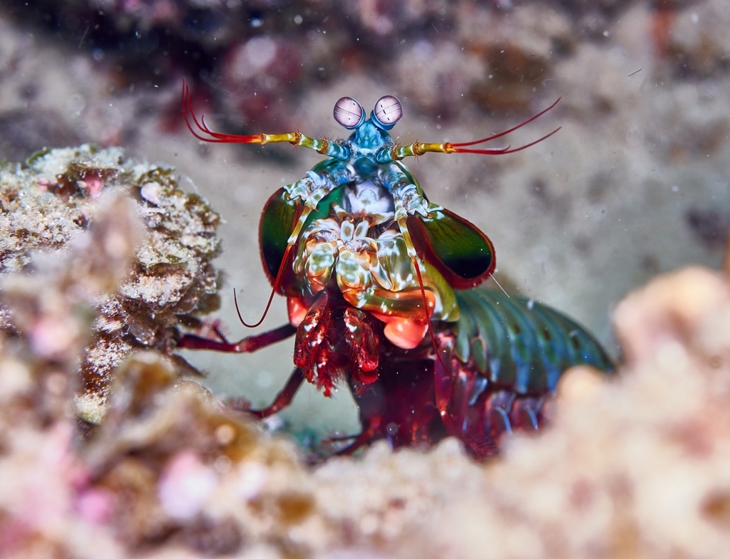 Mante de mer paon