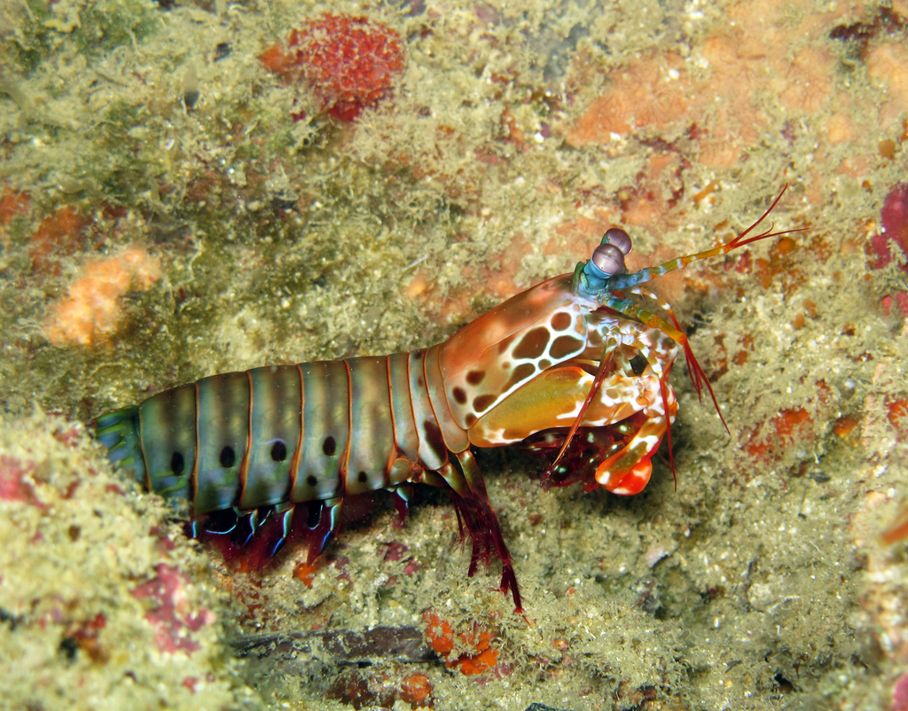 Mante de mer paon