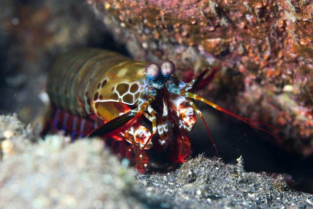 Mante de mer paon