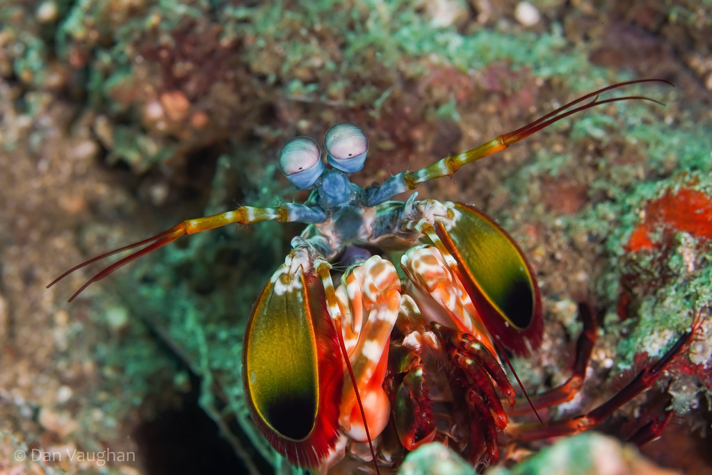 Mante de mer paon