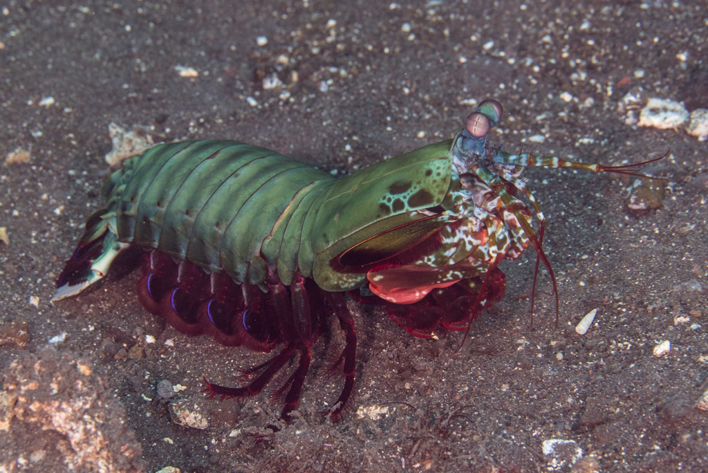 Mante de mer paon