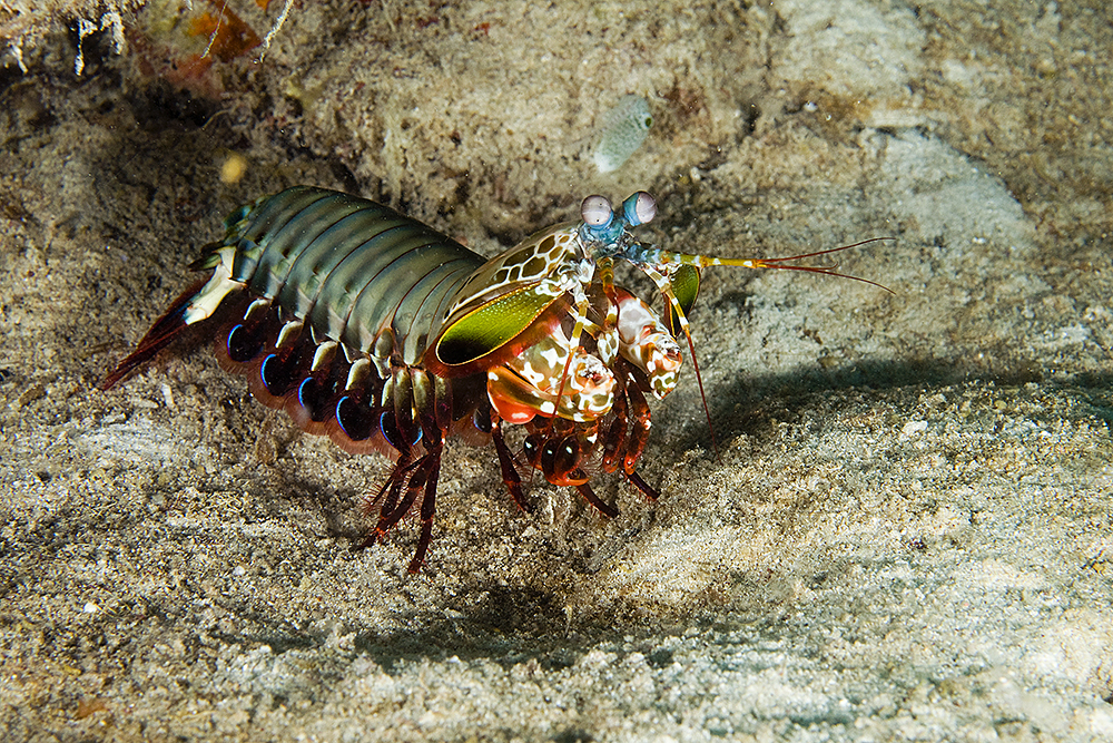 Mante de mer paon