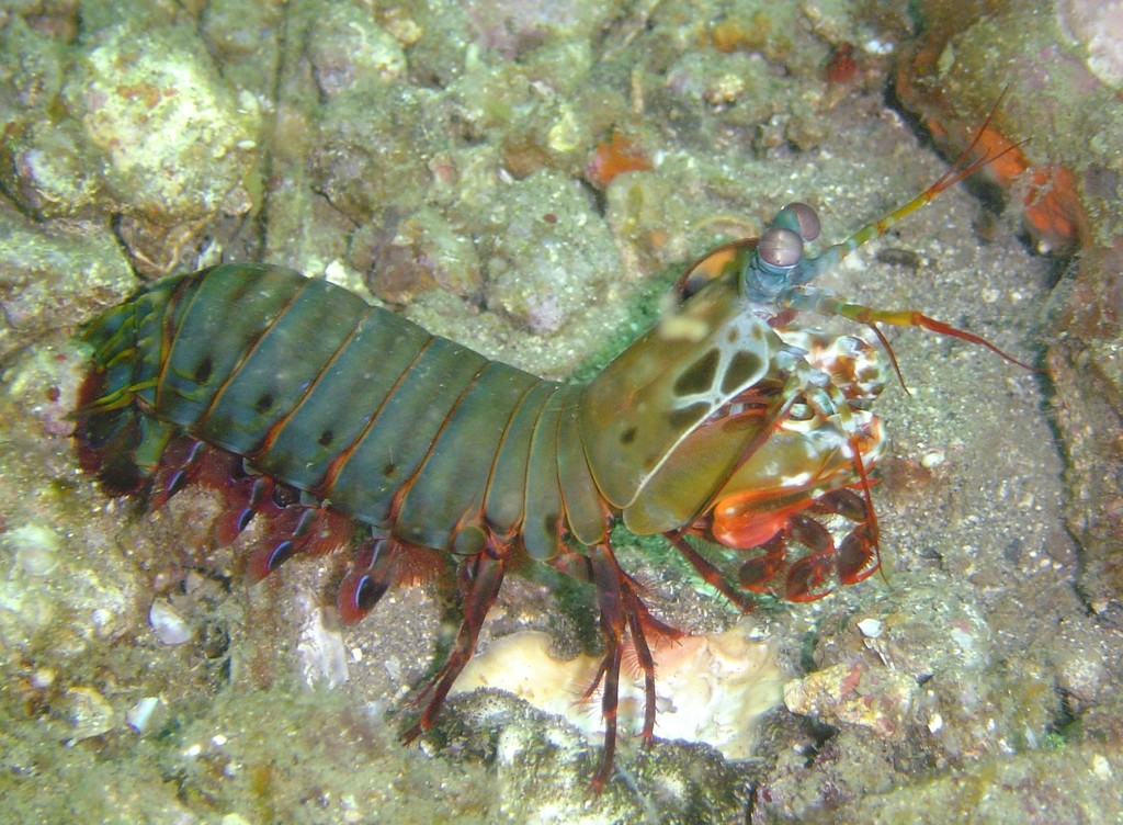 Mante de mer paon