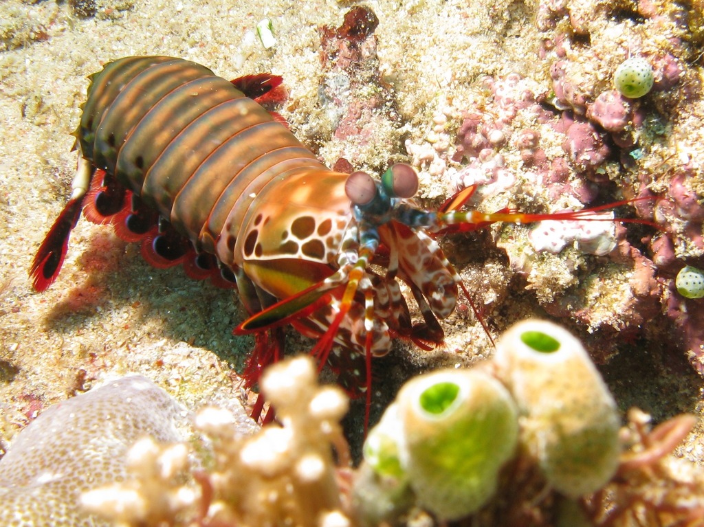 Mante de mer paon