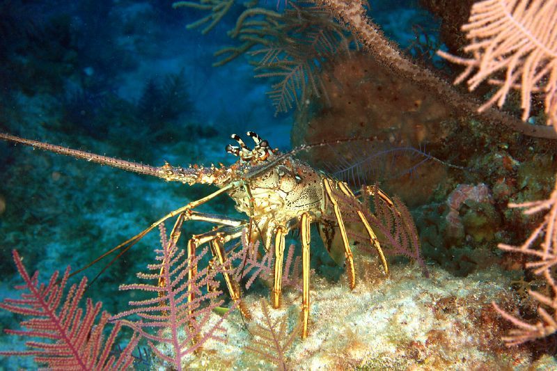 Caribbean Spiny Lobster