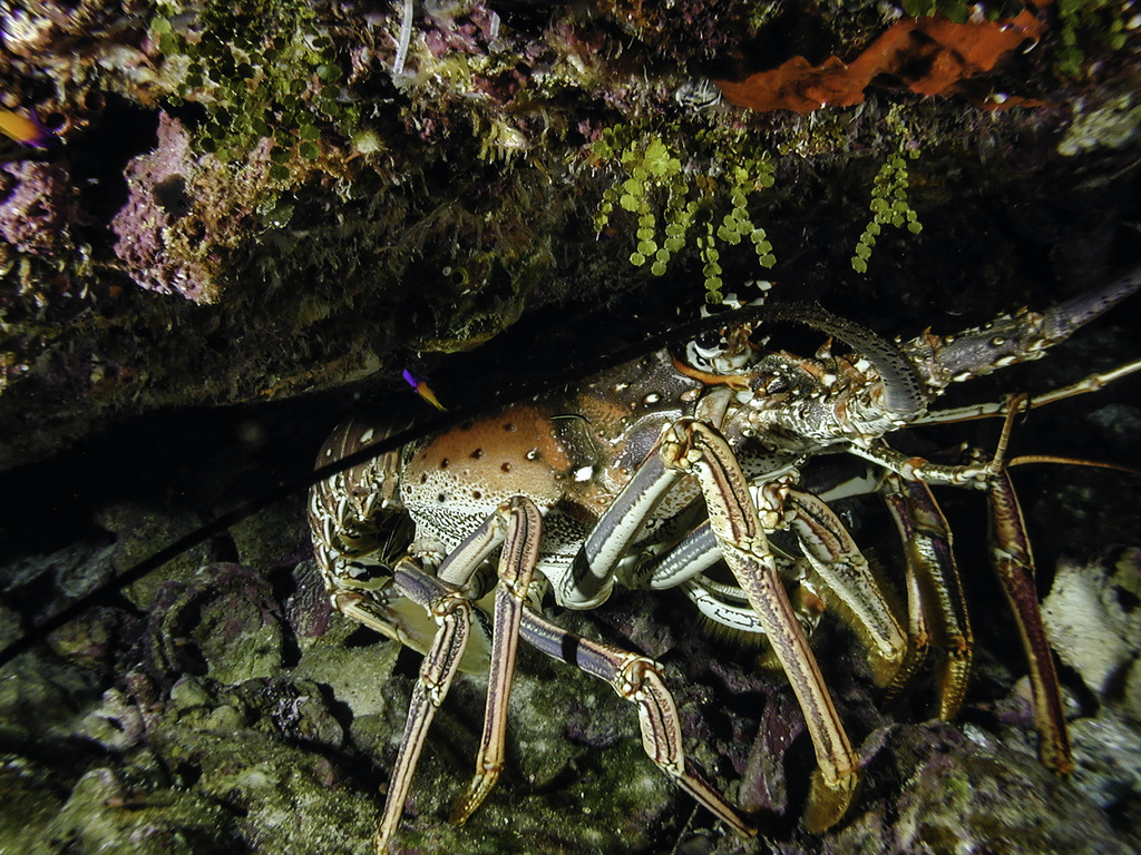 Caribbean Spiny Lobster