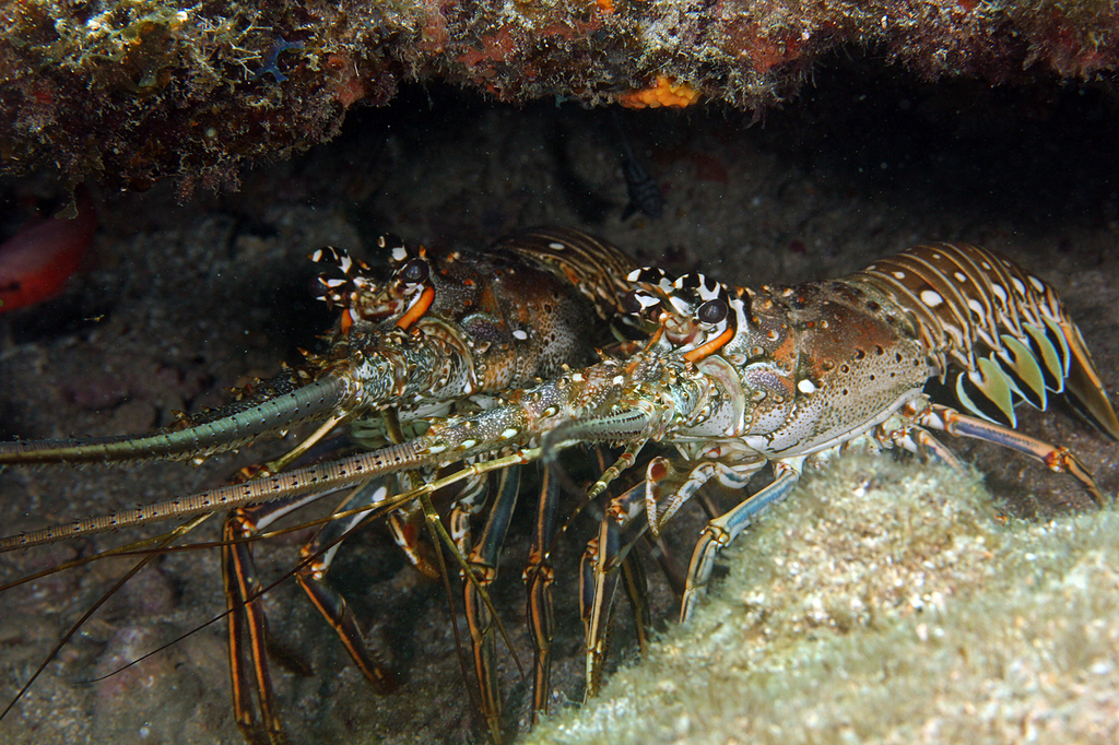 Caribbean Spiny Lobster