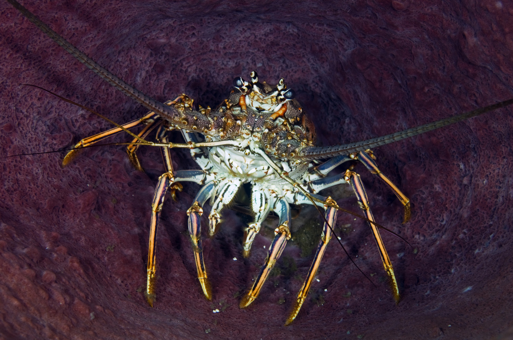 Caribbean Spiny Lobster