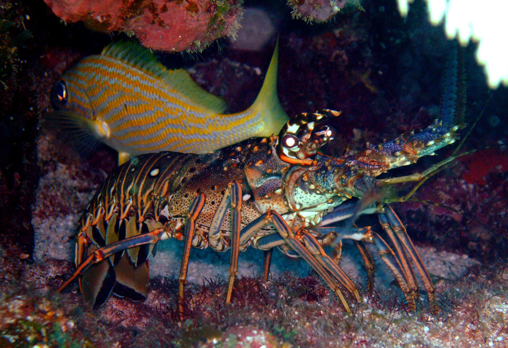 Caribbean Spiny Lobster