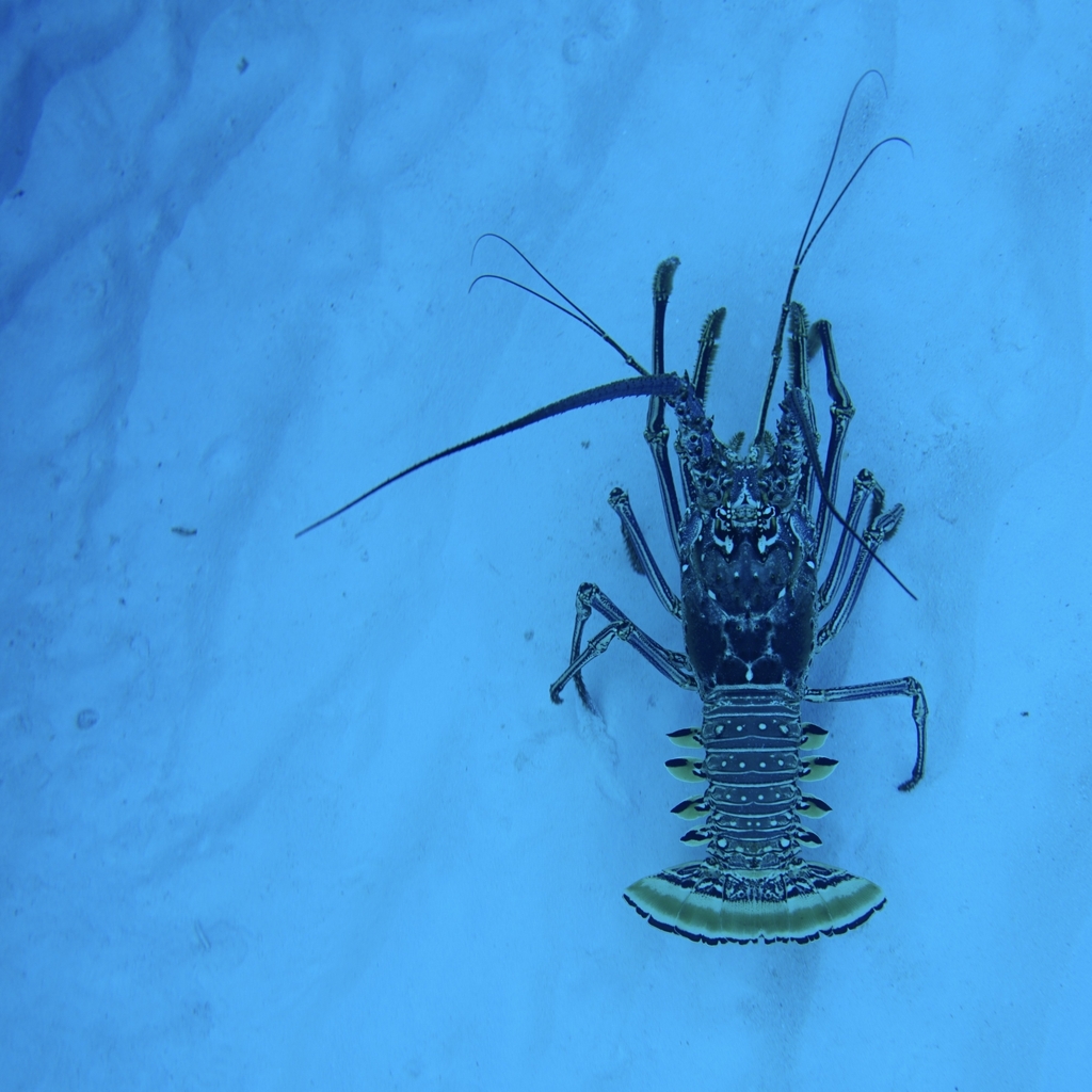 Caribbean Spiny Lobster