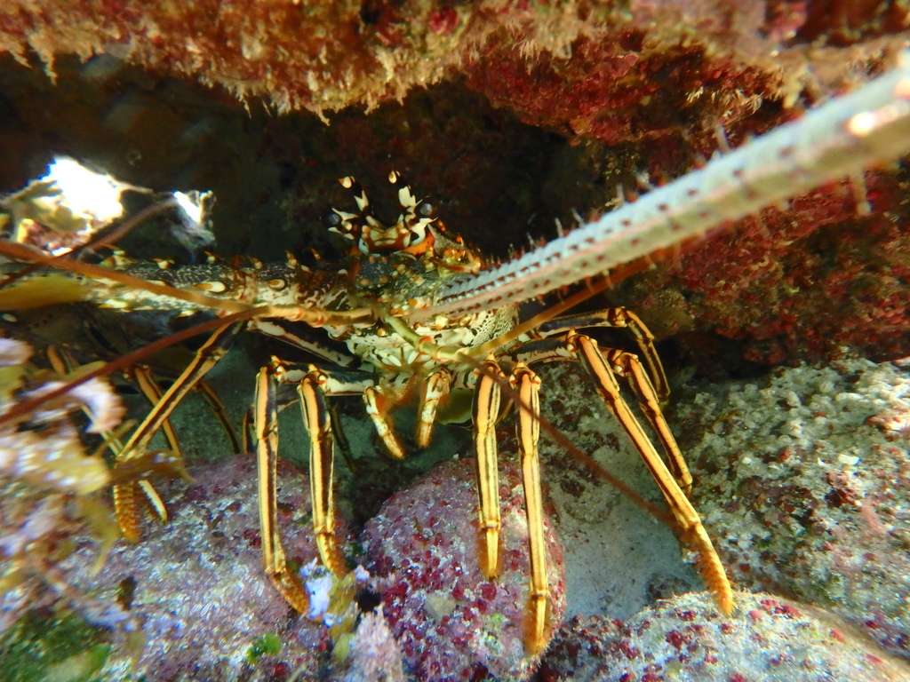 Caribbean Spiny Lobster