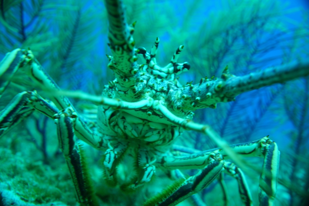 Caribbean Spiny Lobster
