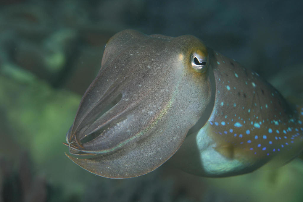 Broadclub Cuttlefish