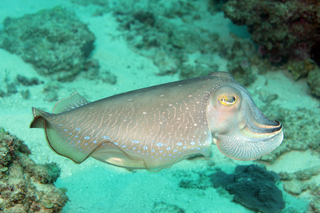 Broadclub Cuttlefish