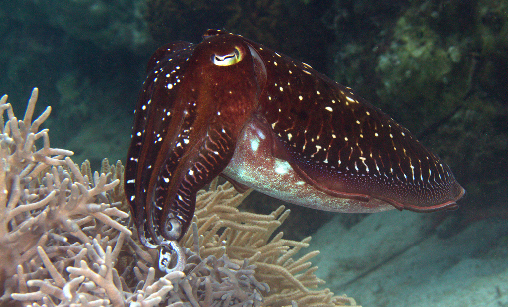 Broadclub Cuttlefish