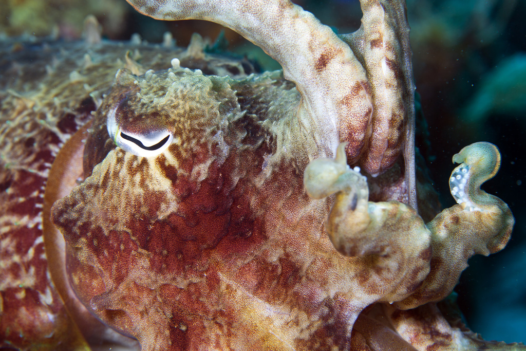 Broadclub Cuttlefish