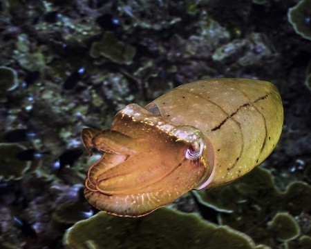 Broadclub Cuttlefish