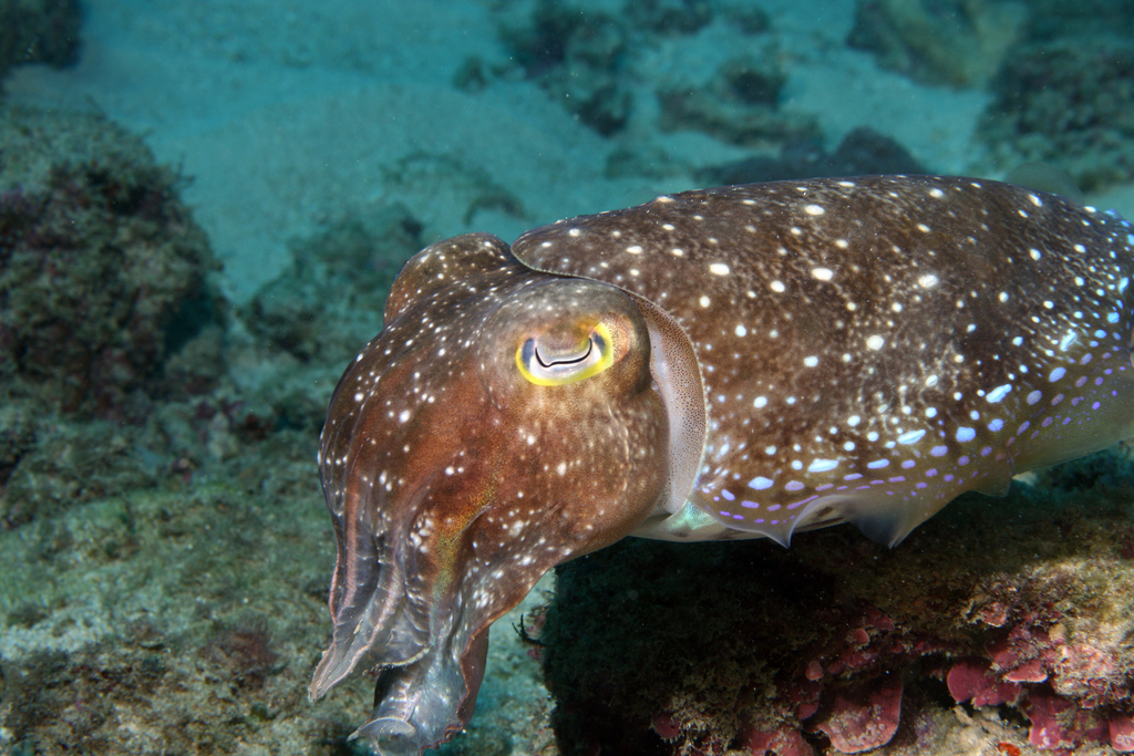 Broadclub Cuttlefish