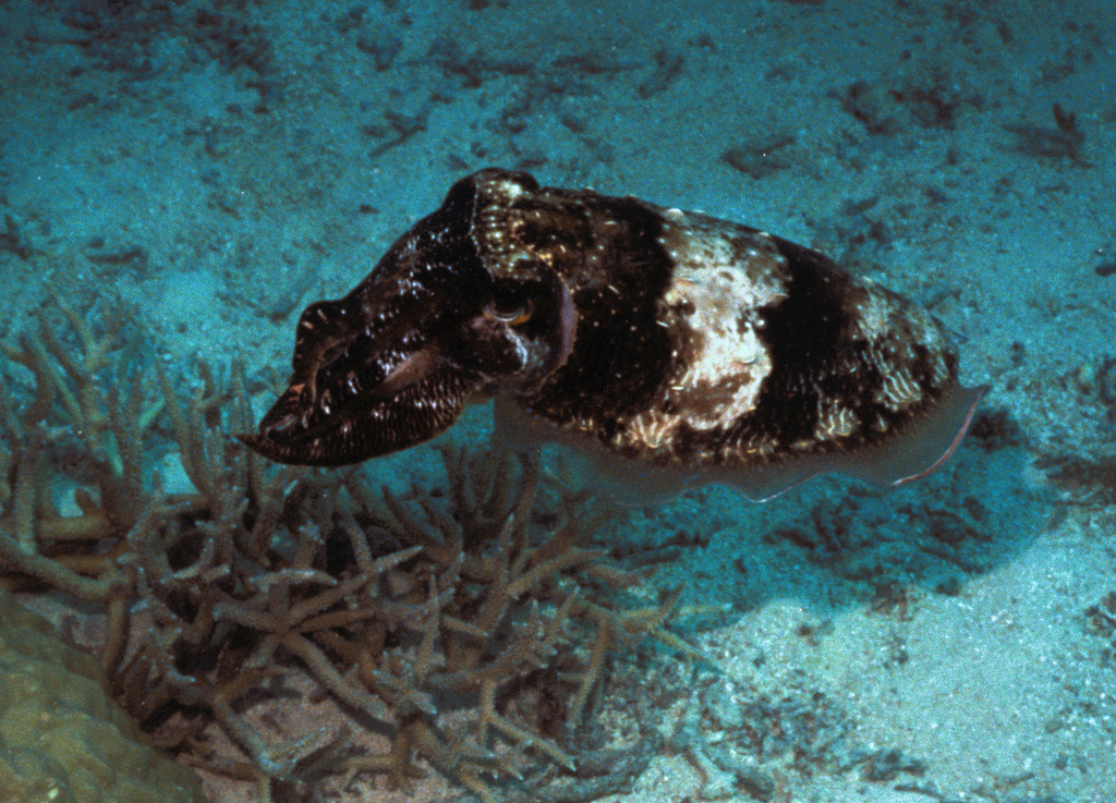 Broadclub Cuttlefish