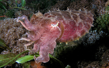 Broadclub Cuttlefish