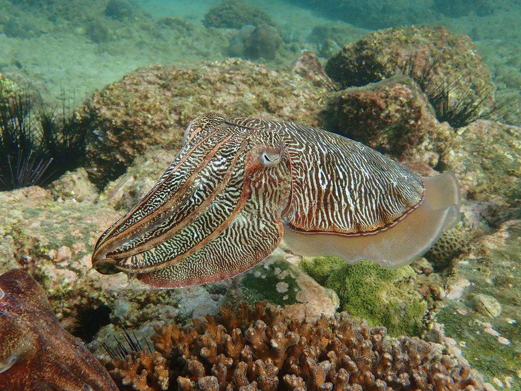 Pharaoh Cuttlefish