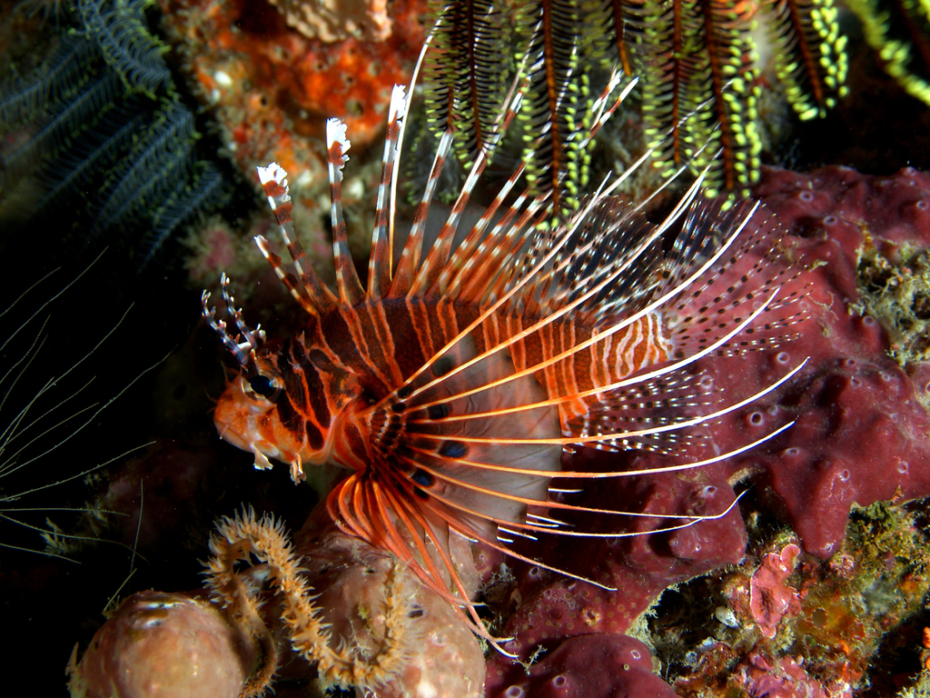 Spotfin Lionfish
