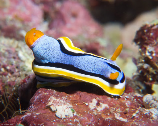 Chromodoris d'Anna