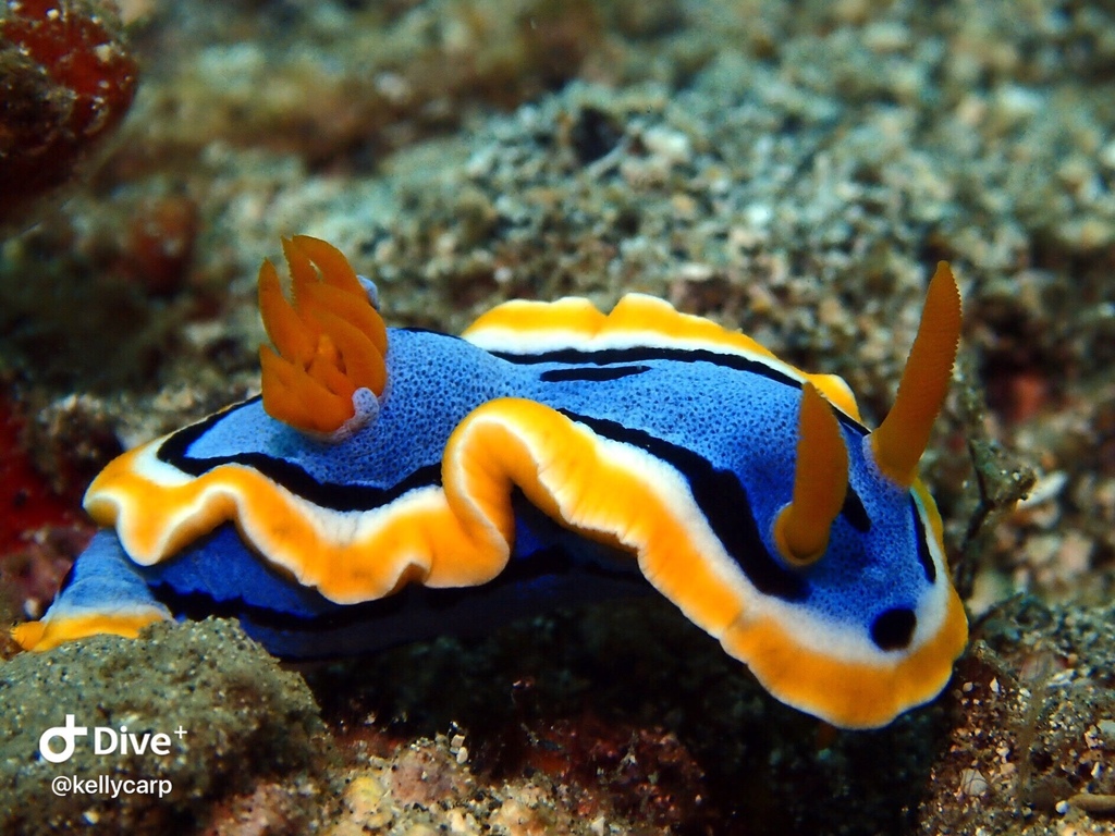 Chromodoris d'Anna