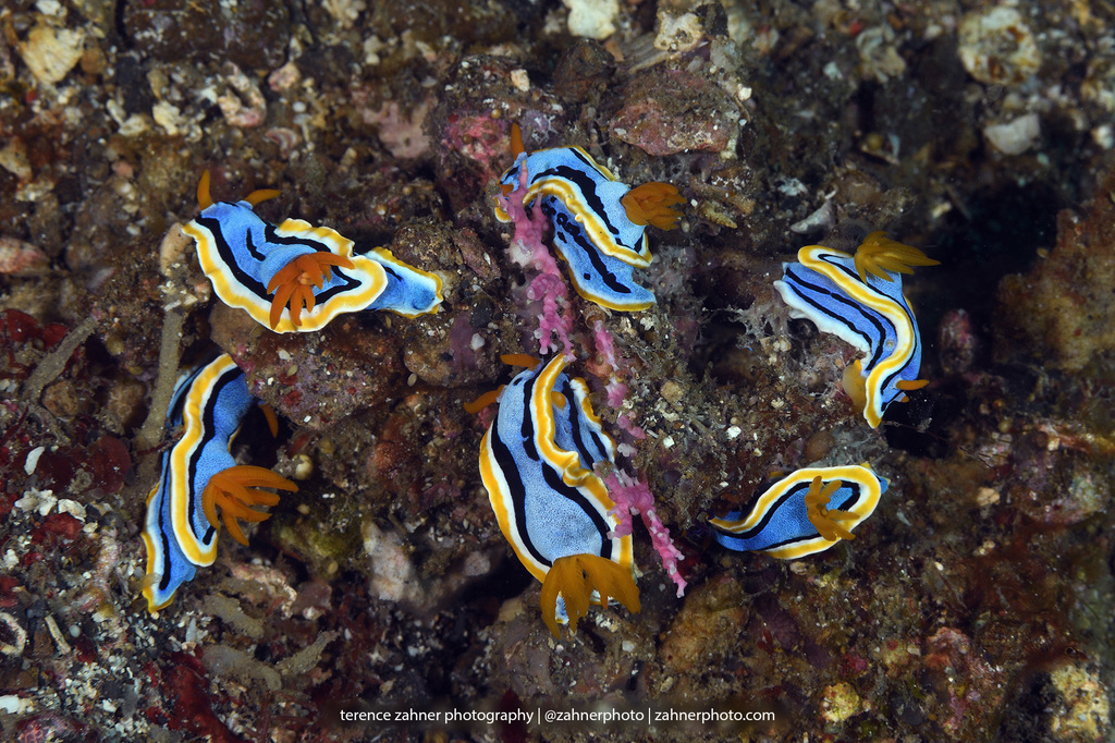 Chromodoris d'Anna
