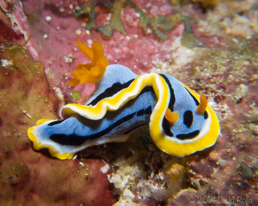 Chromodoris d'Anna