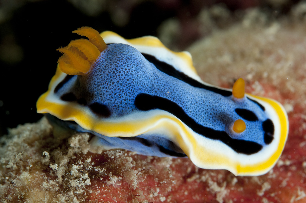 Anna's Chromodoris