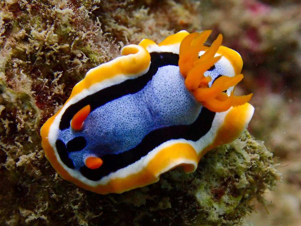 Chromodoris d'Anna