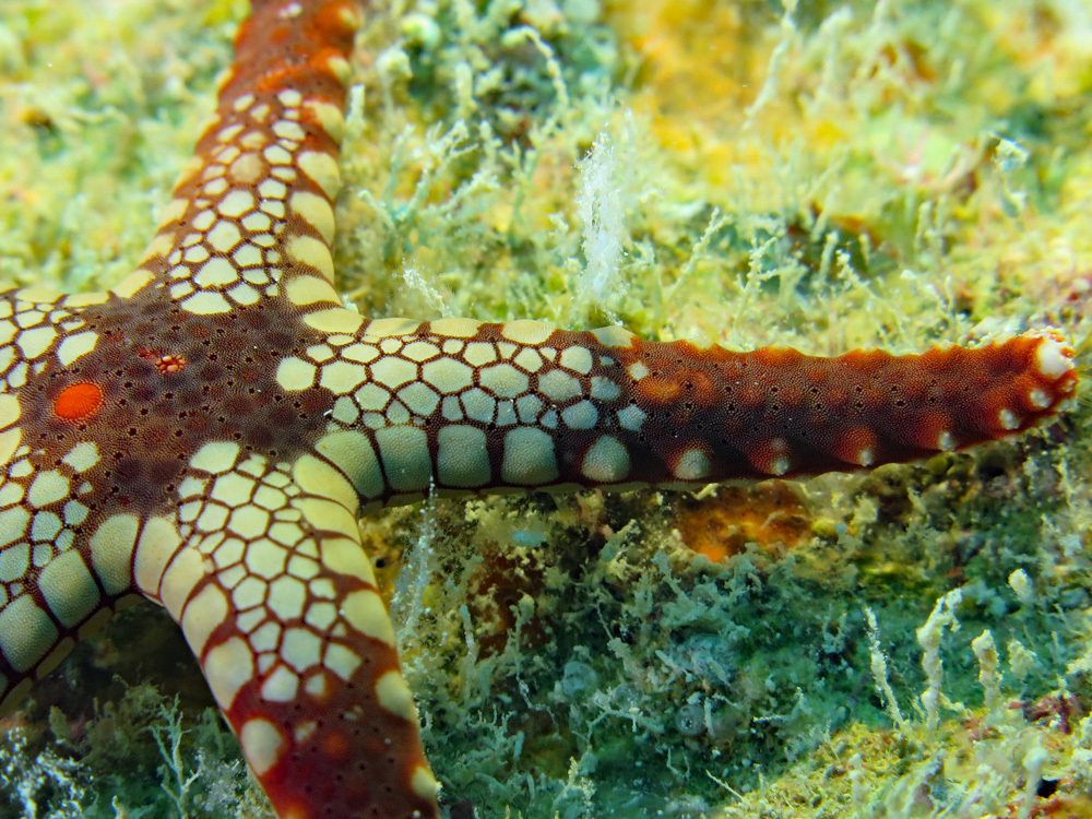 Tiled Sea Star