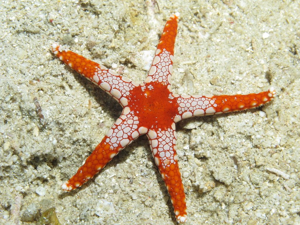 Tiled Sea Star