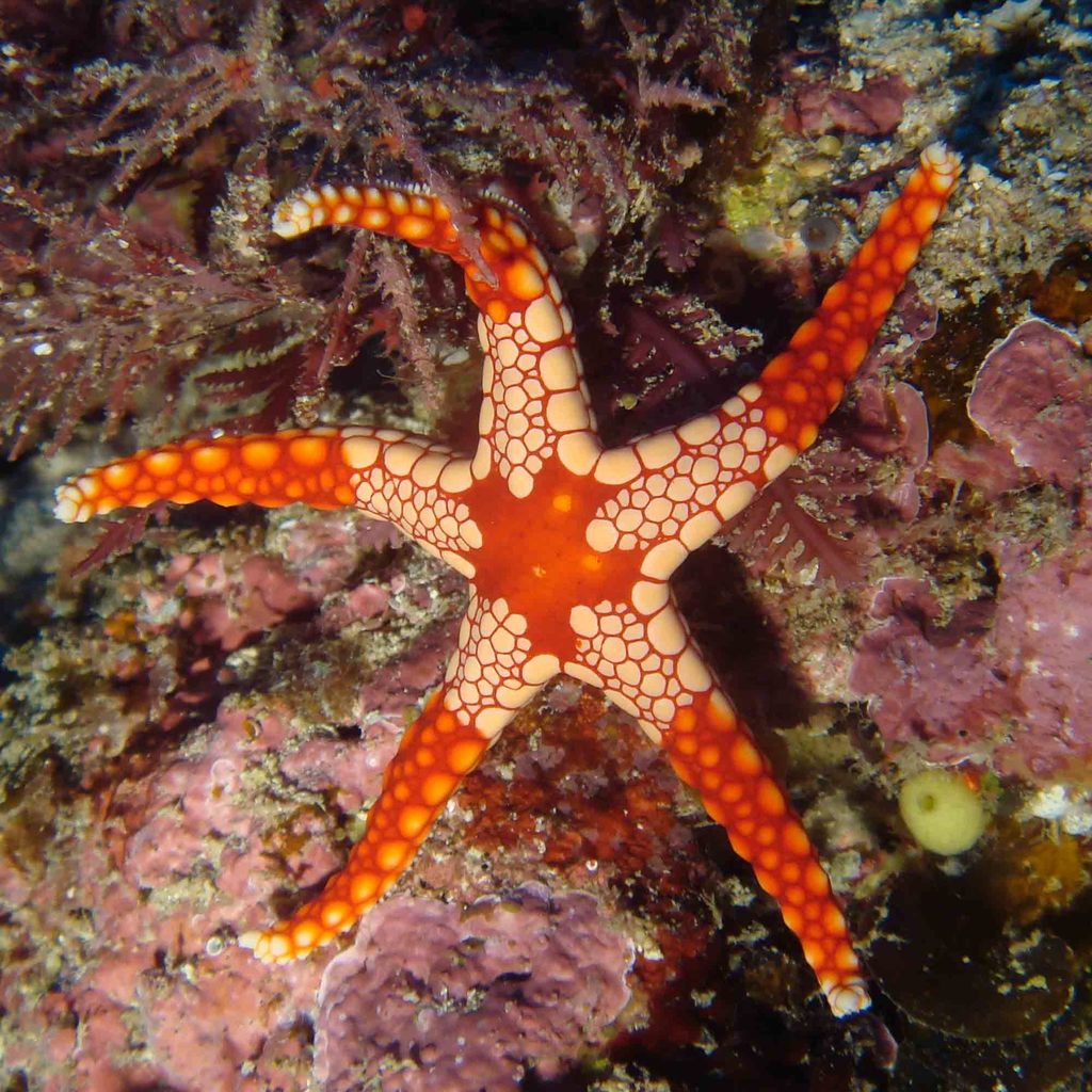 Tiled Sea Star