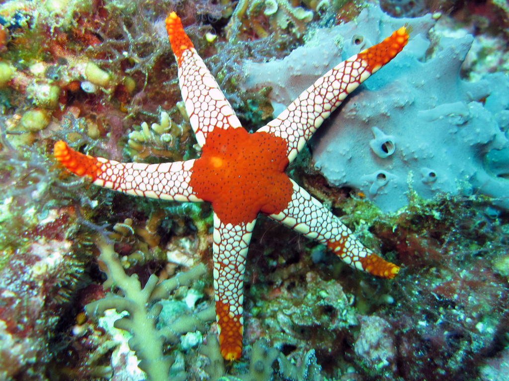 Tiled Sea Star